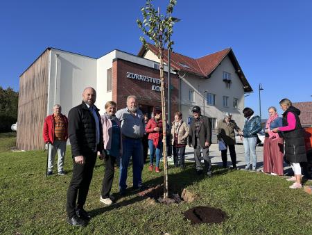 Cersis canadensis ´ Merlot´, znan tudi kot merlot judeževo drevo ali kanadski jadikovec